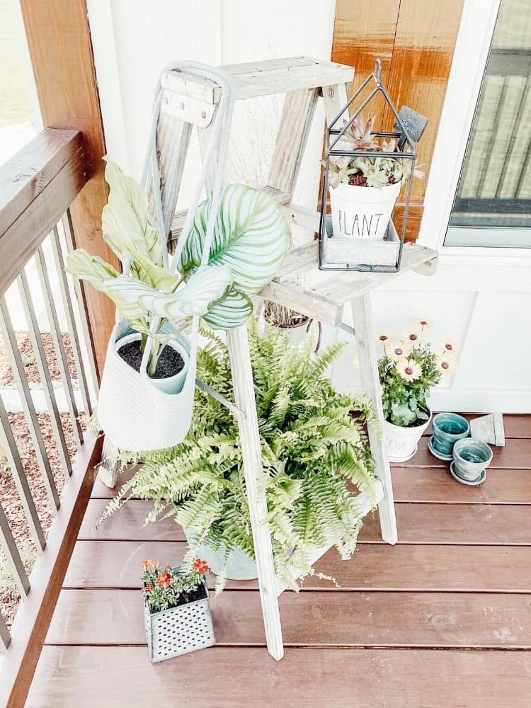 Plants on spring front porch