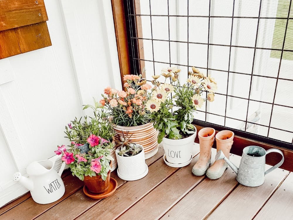 Plants on Screened In Porch