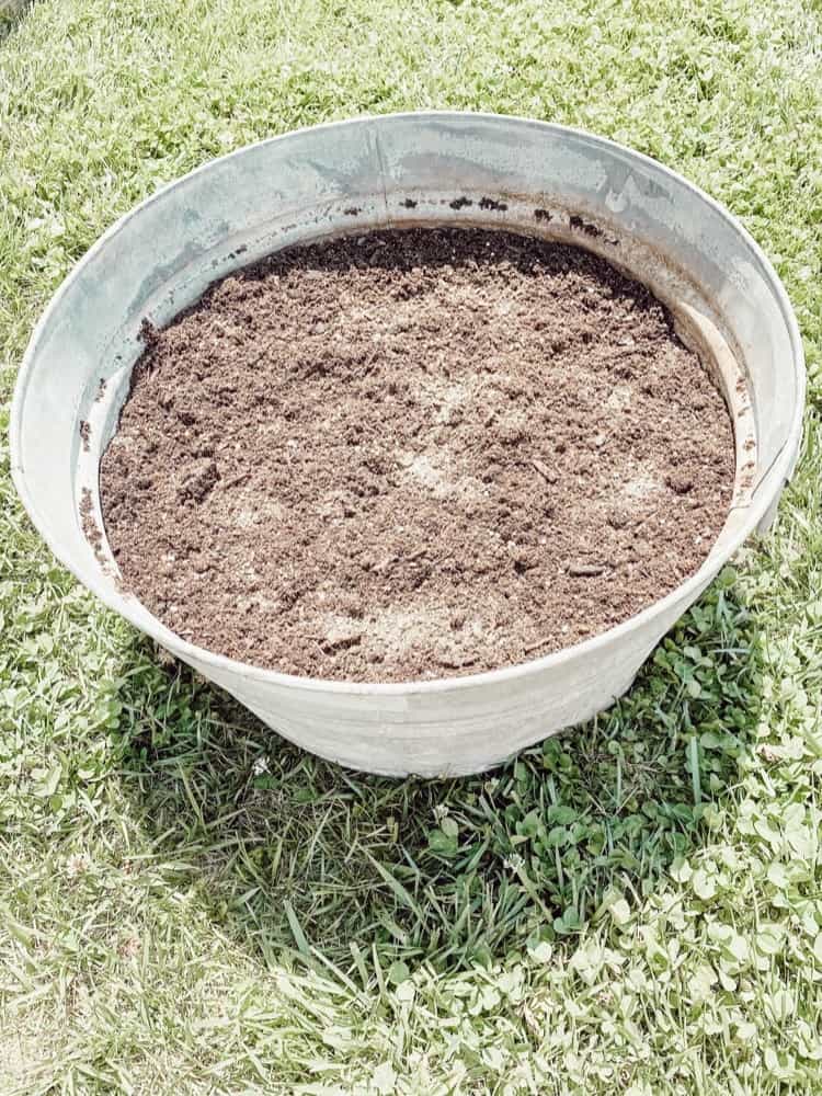 Galvanized Bucket with Potting Soil