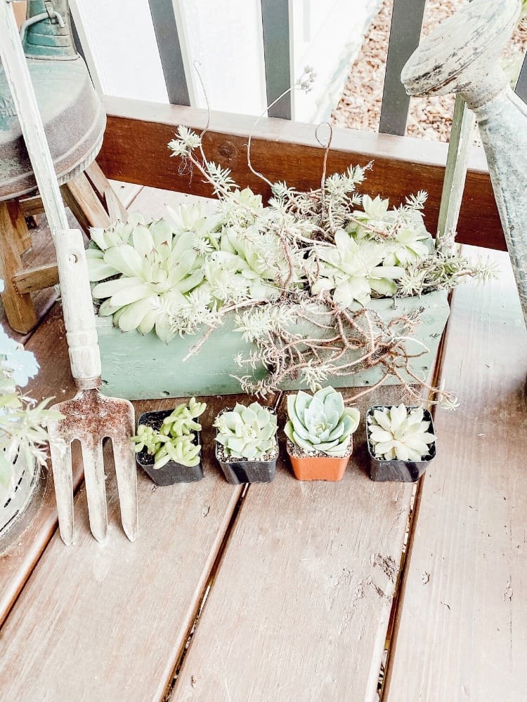 Succulents Box