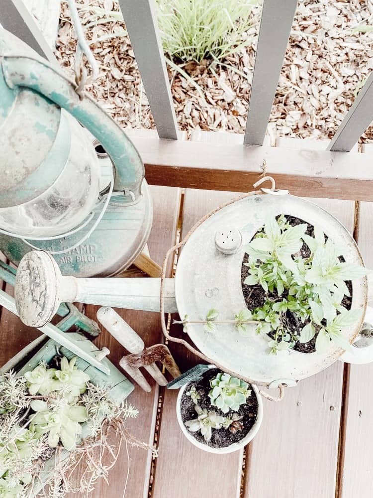 Mint in Watering Can