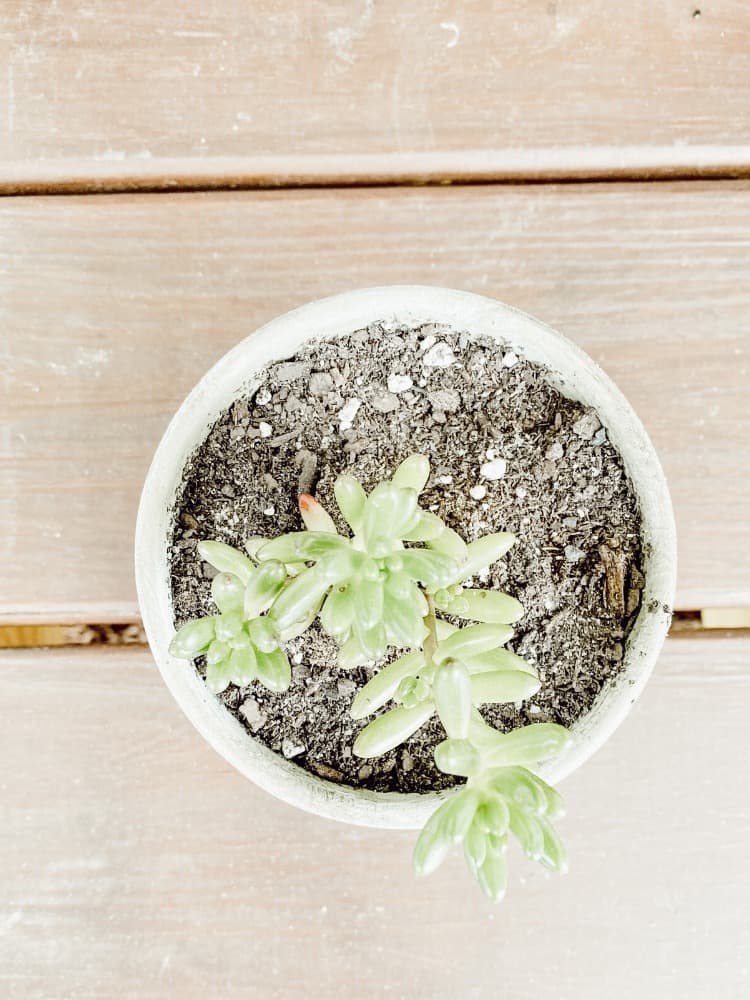 Jelly Bean Succulent