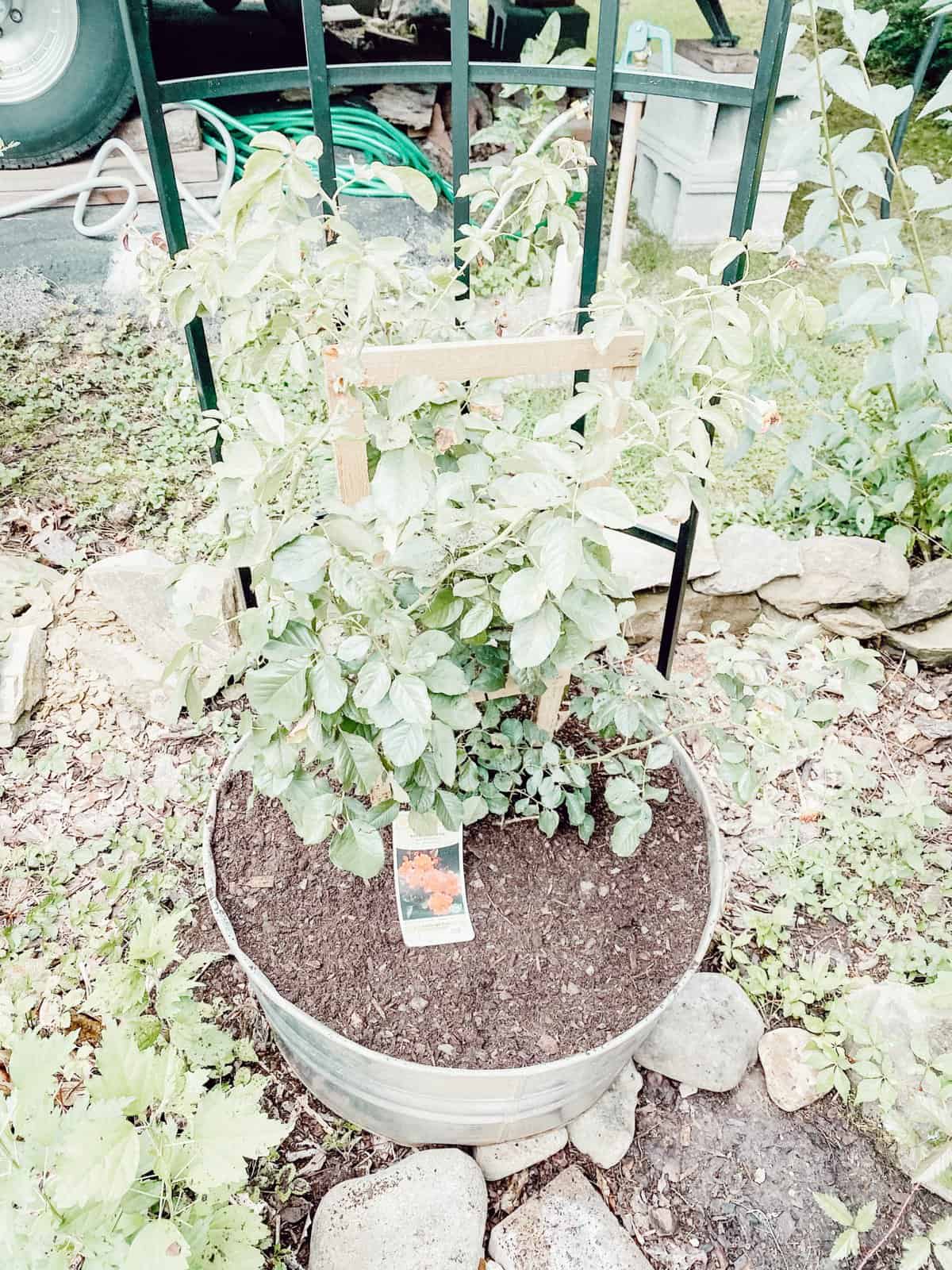 DIY: Trailing Rose Garden Planter