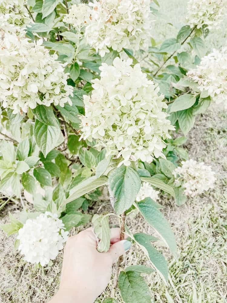 Freshly Cut Hydrangea 