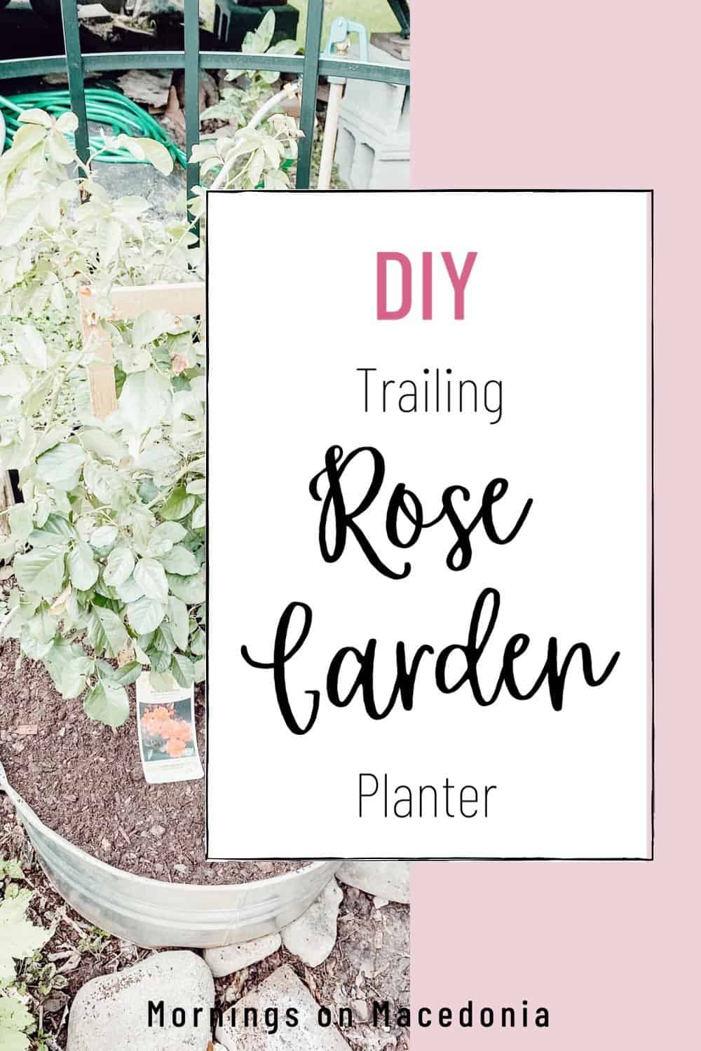 DIY: Trailing Rose Garden Planter - Mornings on Macedonia