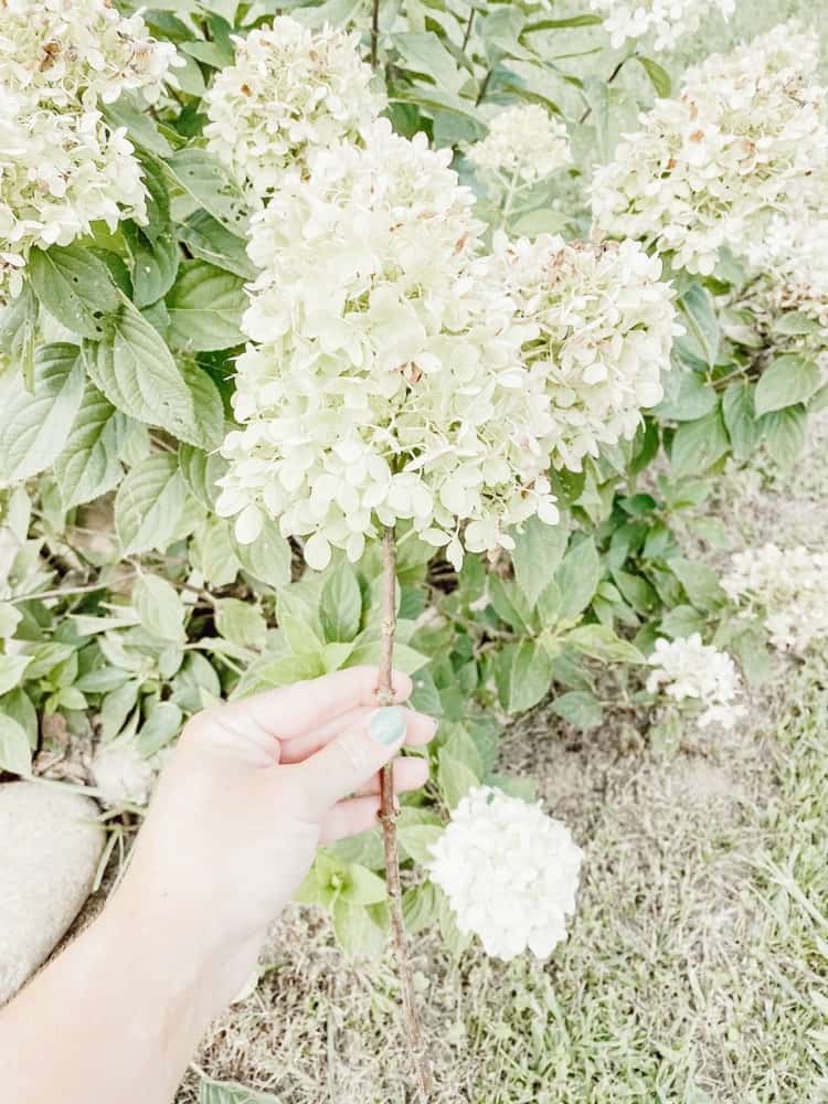 Stripping the leaves of hydrangea stem