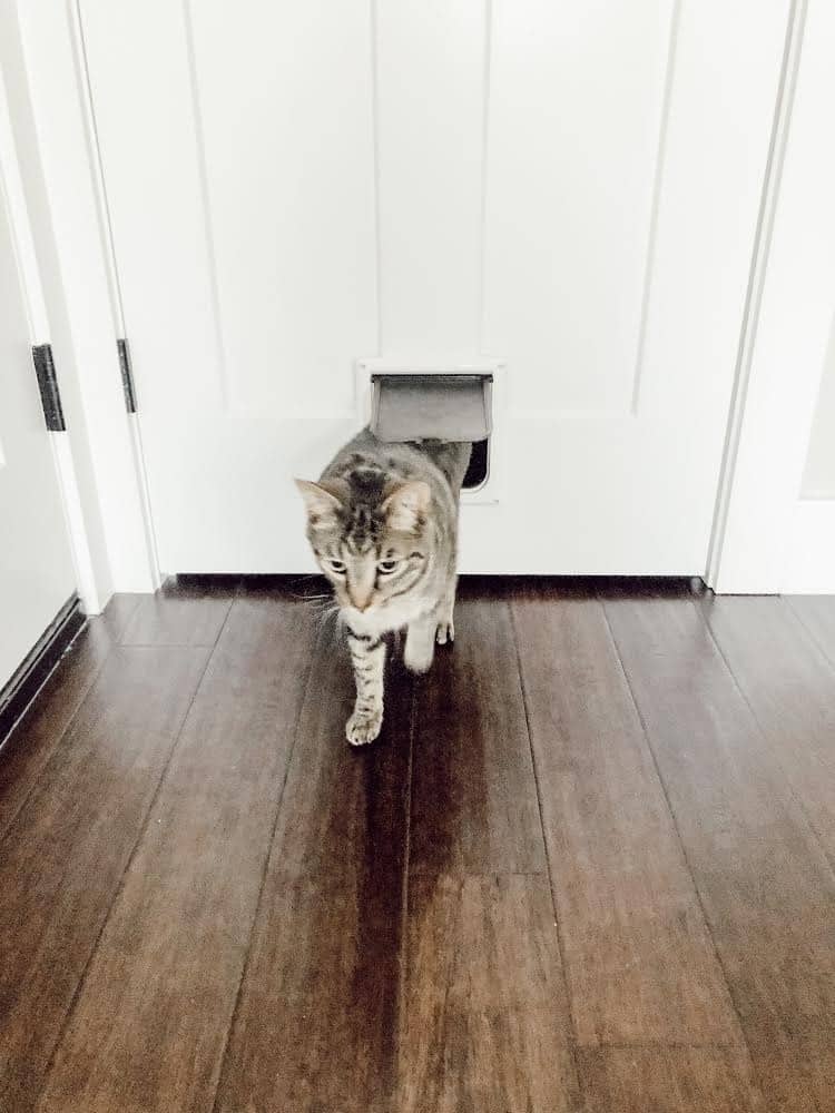 Cat Using Cat Door 