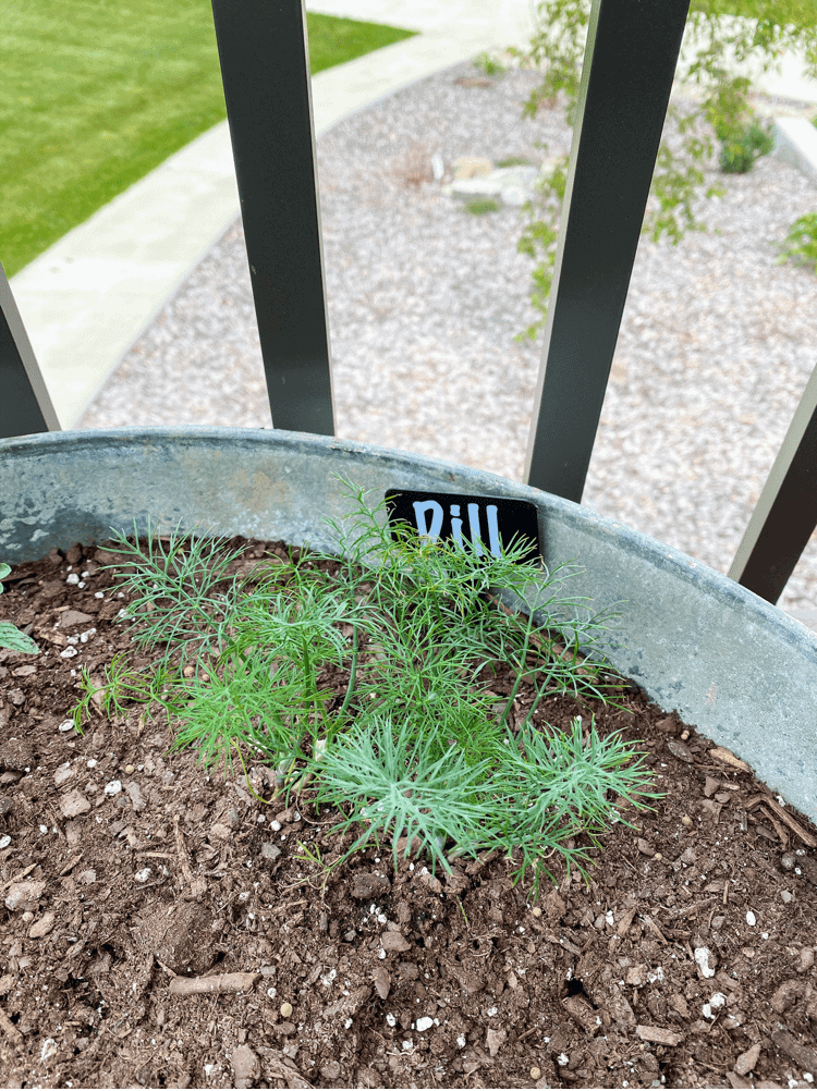 Dill Plant Label