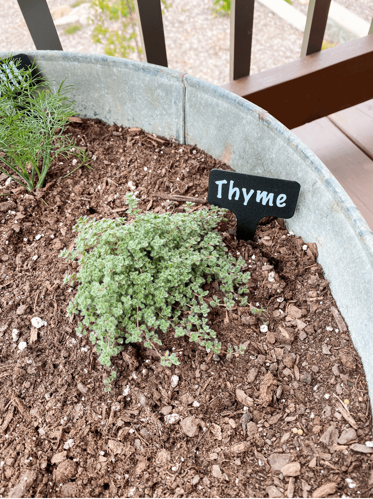 Thyme Plant Label