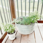 Fresh Herbs in Herb Garden