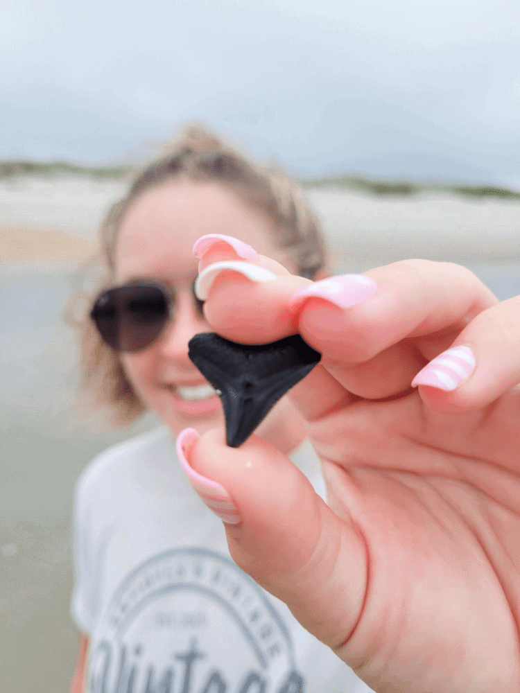 Shark's Tooth on the Beach