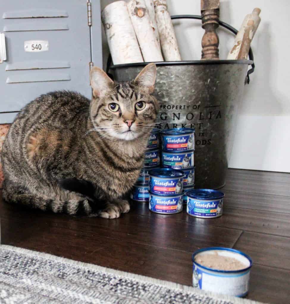 Posing with Cat Food