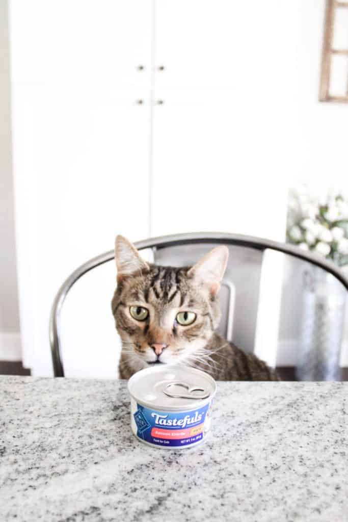 The Best Cat Food