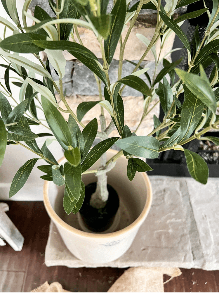 Olive Tree Inside Vintage Crock