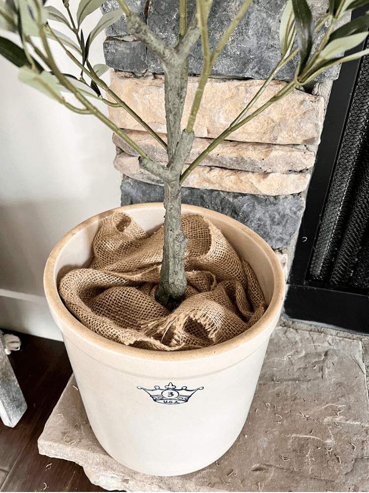 Burlap Wrapped Around Olive Tree