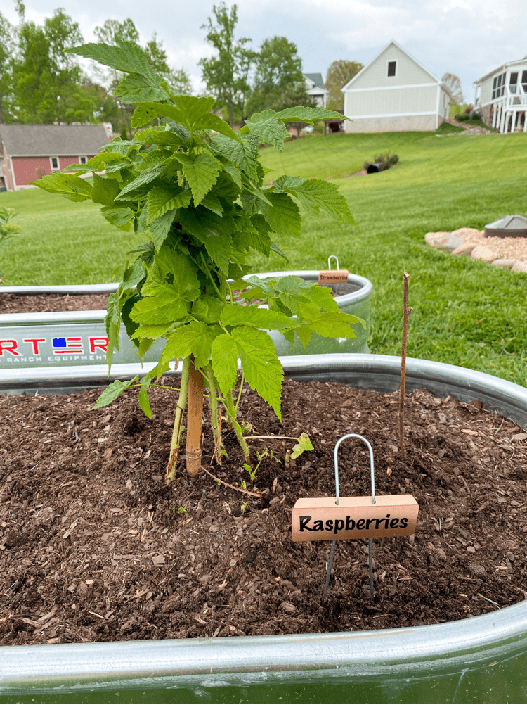 Raspberry Garden Marker