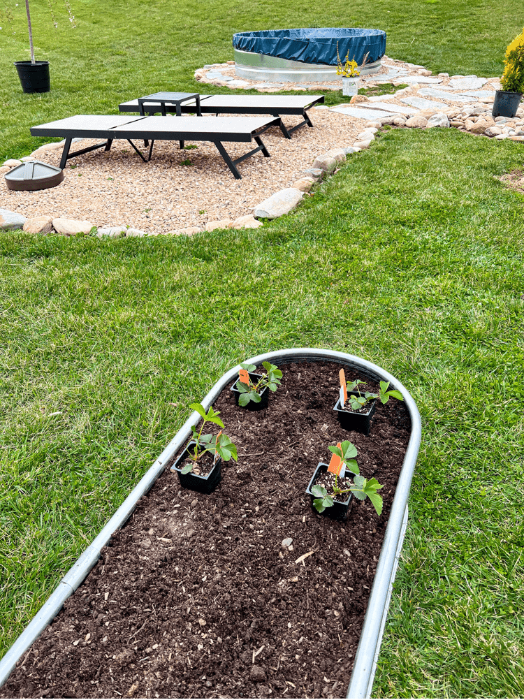 Strawberries in Raised Bed