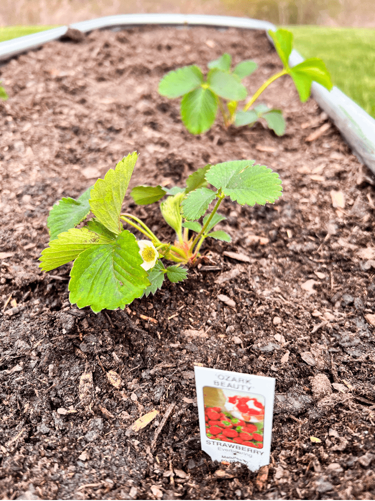 Strawberry Plant