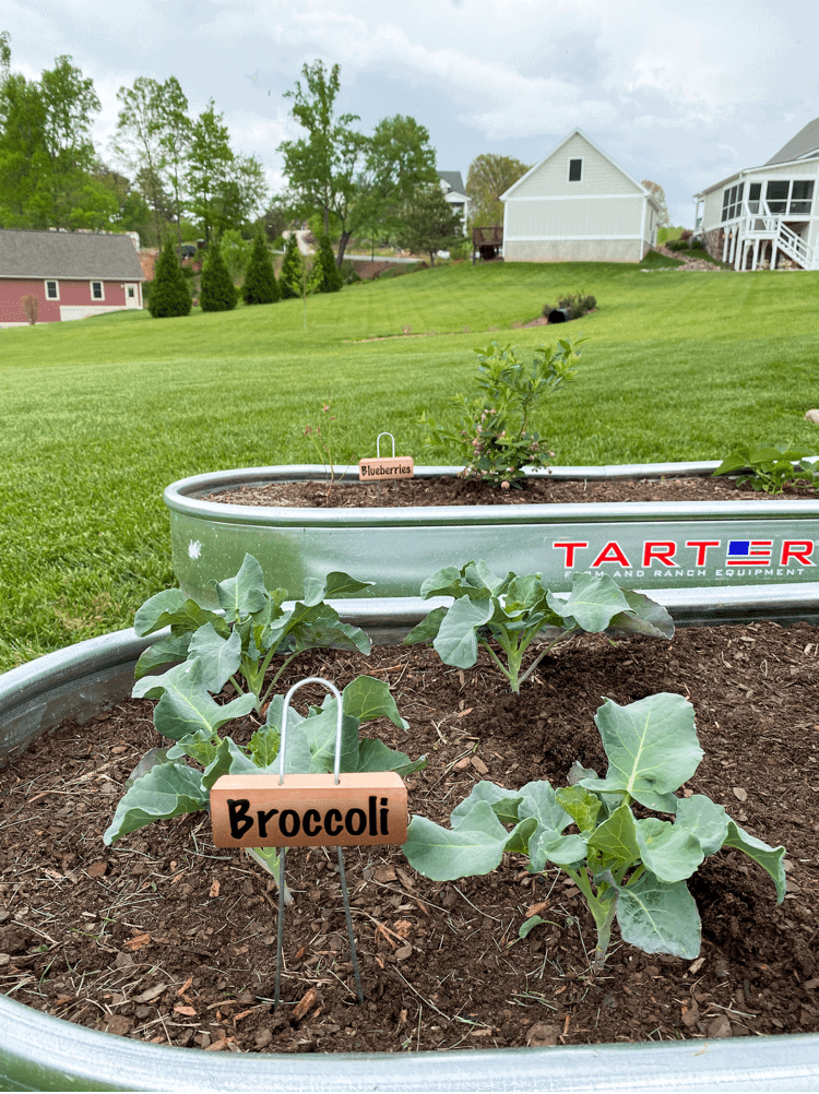 Broccoli Garden Marker