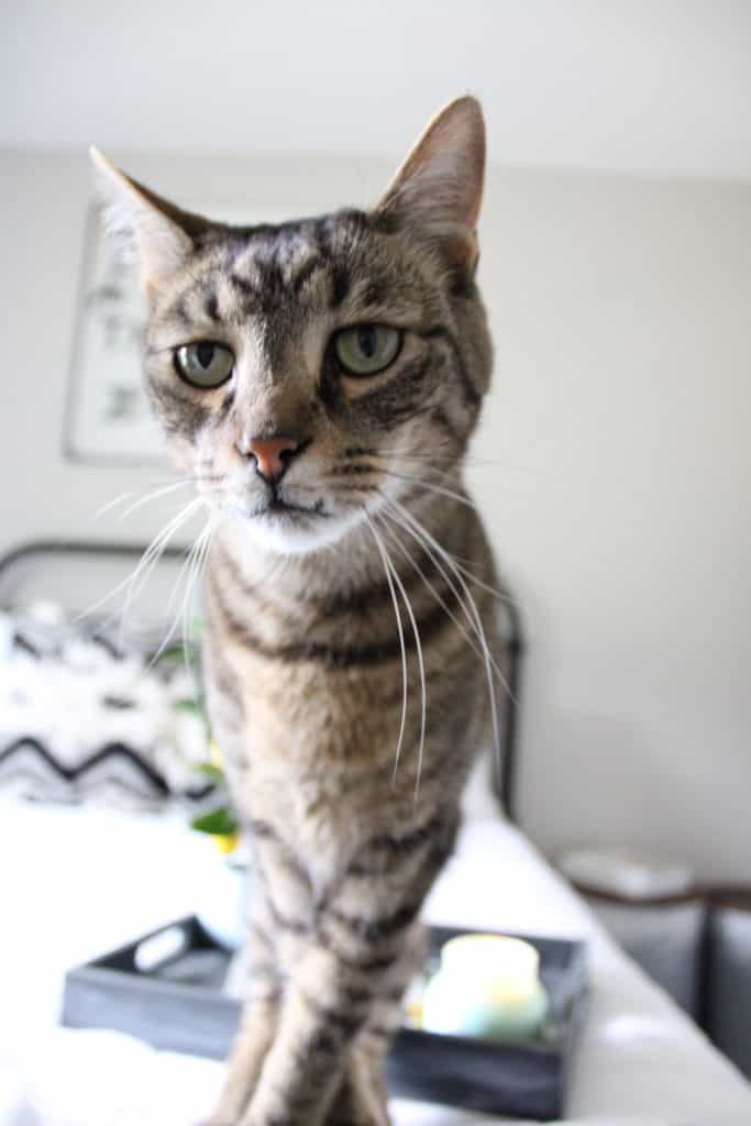 Cat in Guest Room