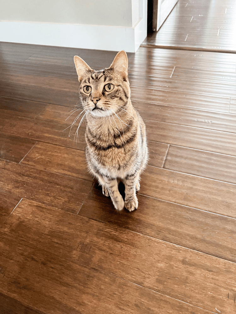 Toby Sitting on Floors