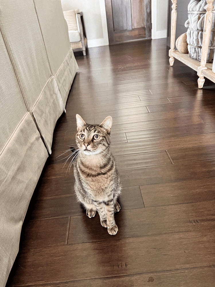 Toby Sitting on Resilient Flooring