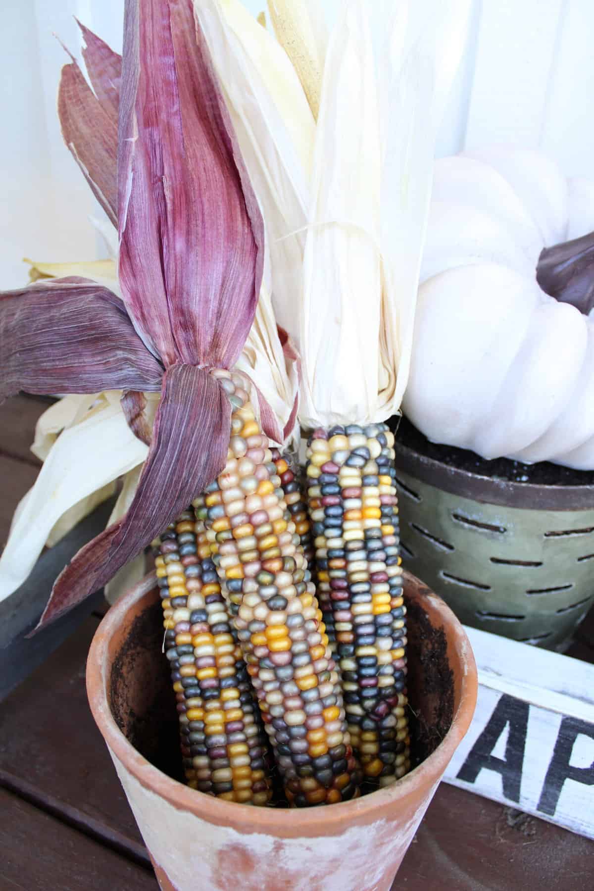 Close Up of Indian Corn