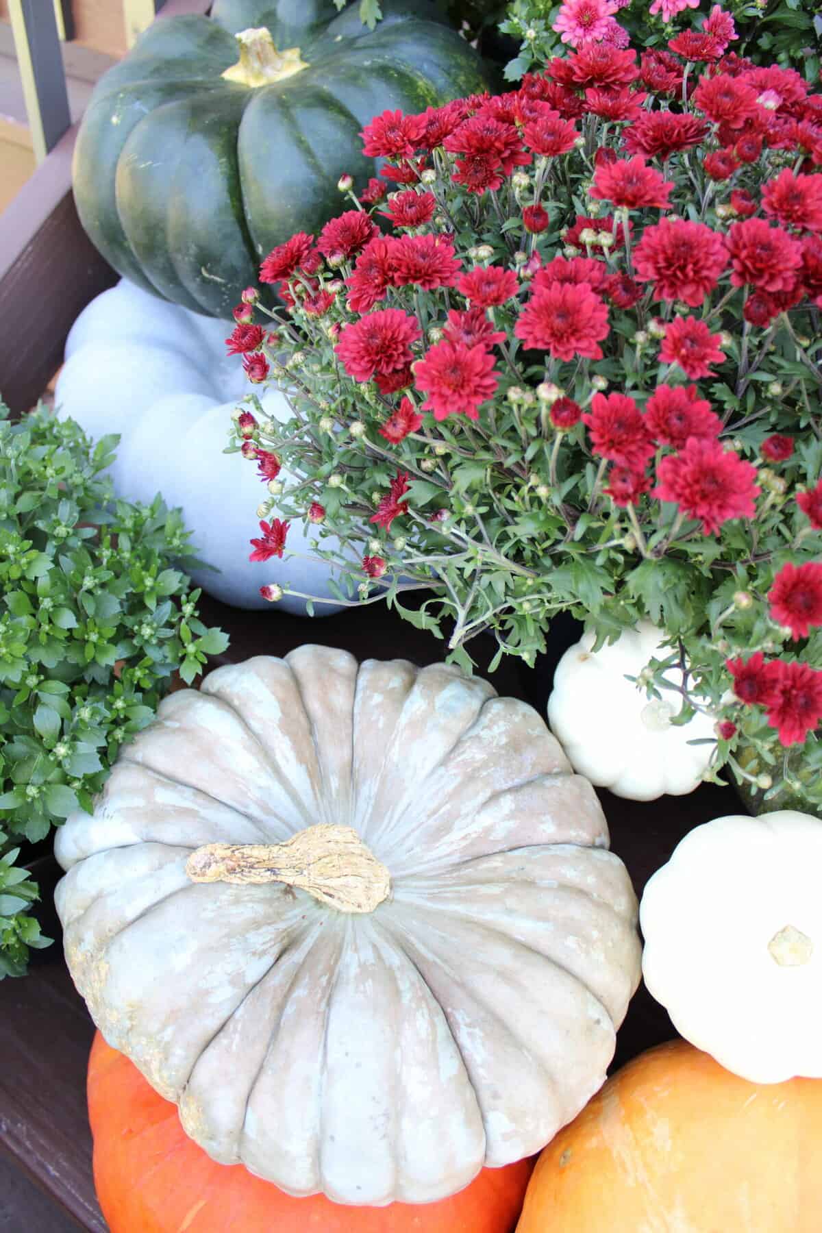 Close Up of Pumpkins and Mums on Porch