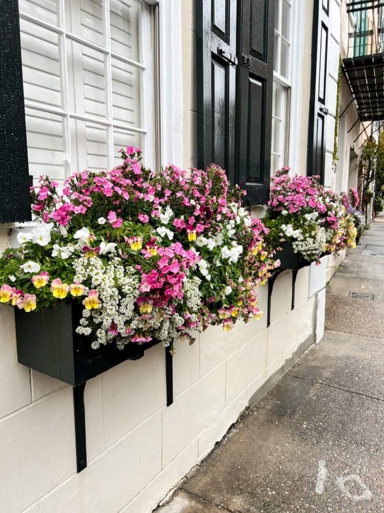 Flower Boxes in Downtown Charleston