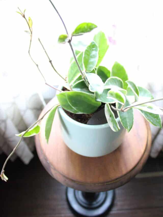 DIY Plant Stand Feature Image