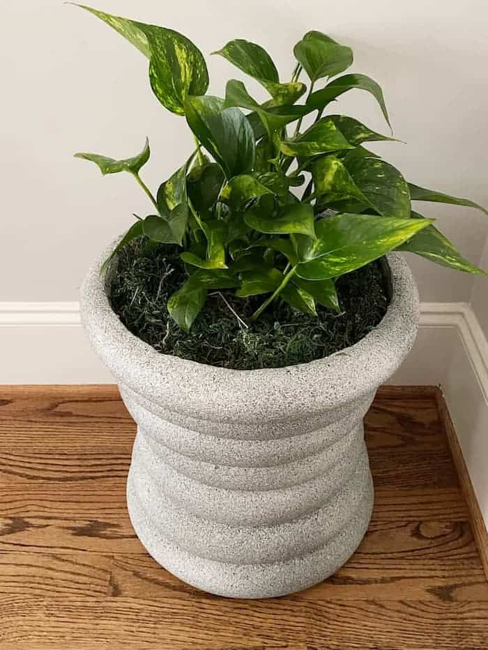 Cheap-And-Easy-DIY-Tall-Planter-From-Dollar-Tree-After-shot-overhead.