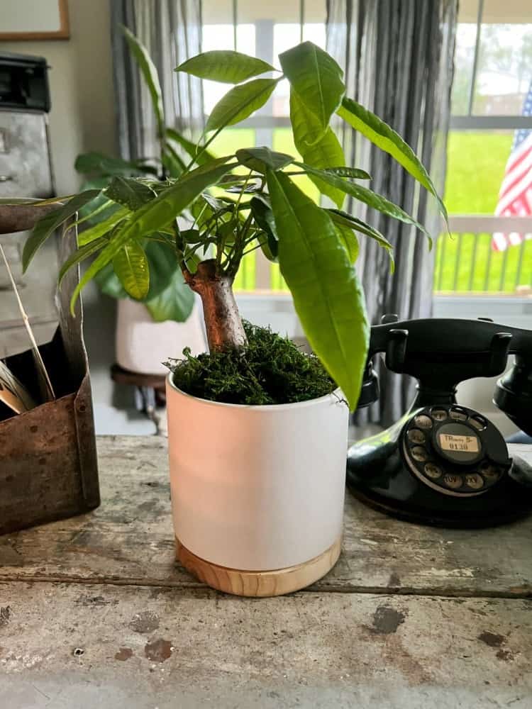 DIY Flower Pot