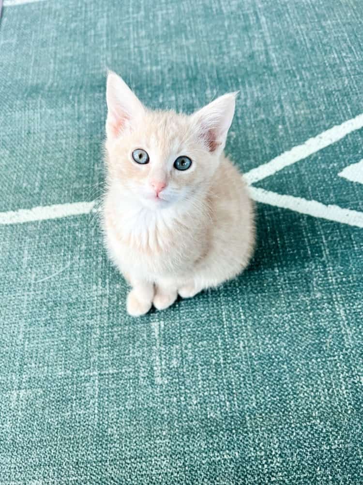 The Best Flooring Options for Kittens