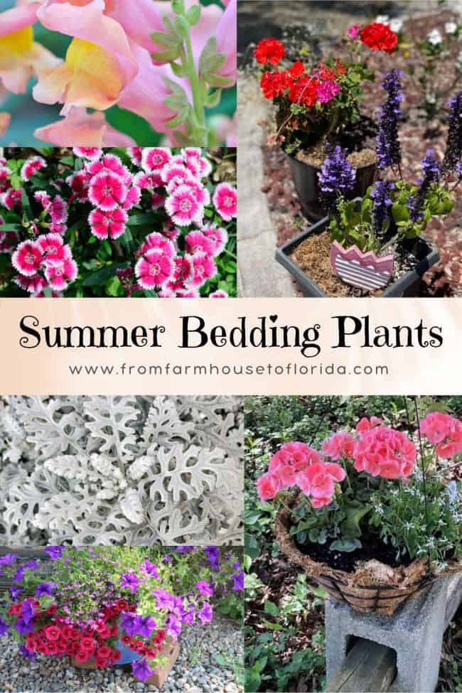Summerthyme-Bedding-Plant-collage