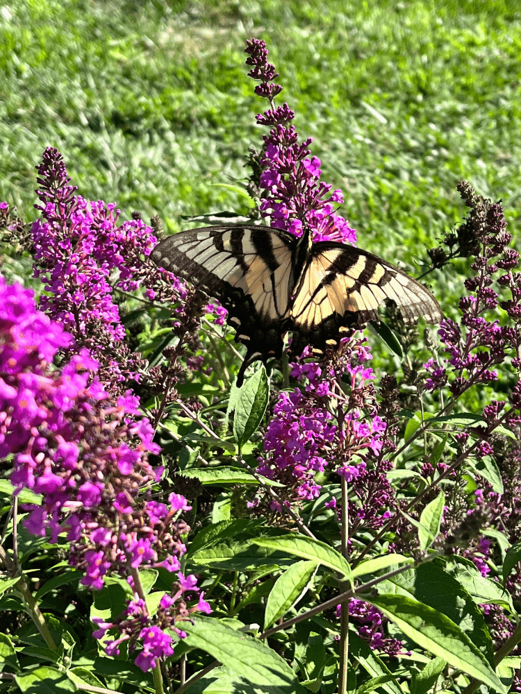 Butterfly Bush