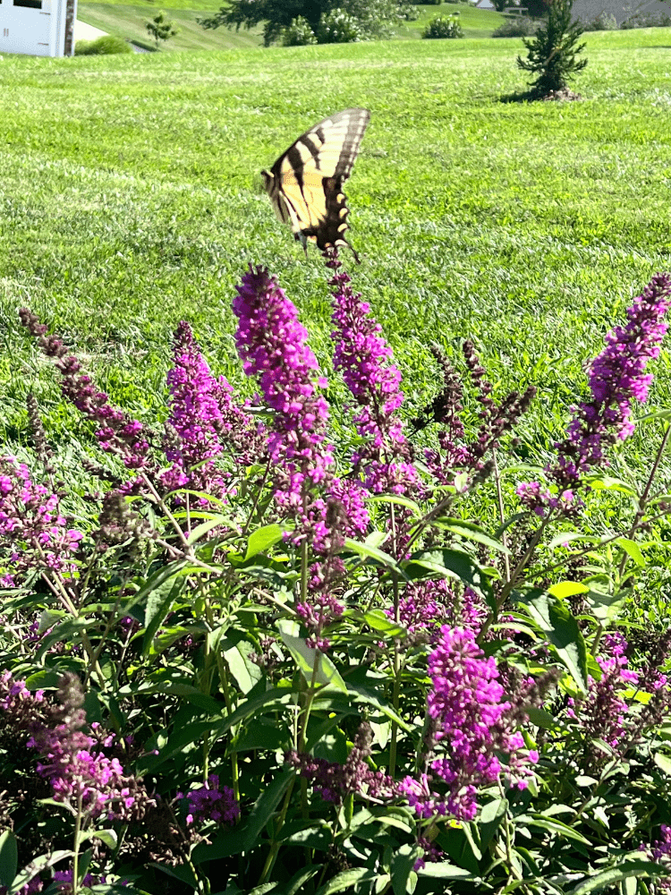 Butterfly on Butterfly Bush