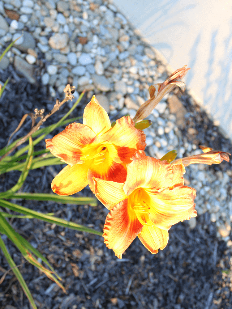 Close Up of Day Lillies