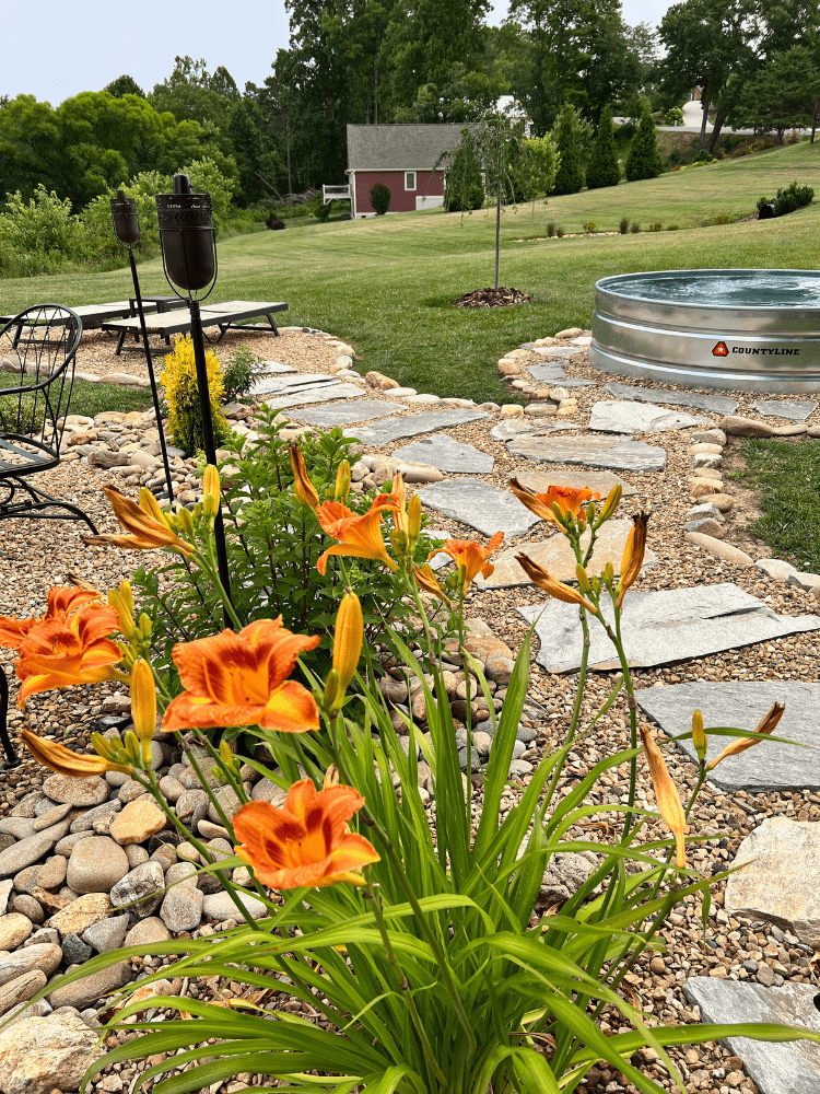 Daylilies By The Pool