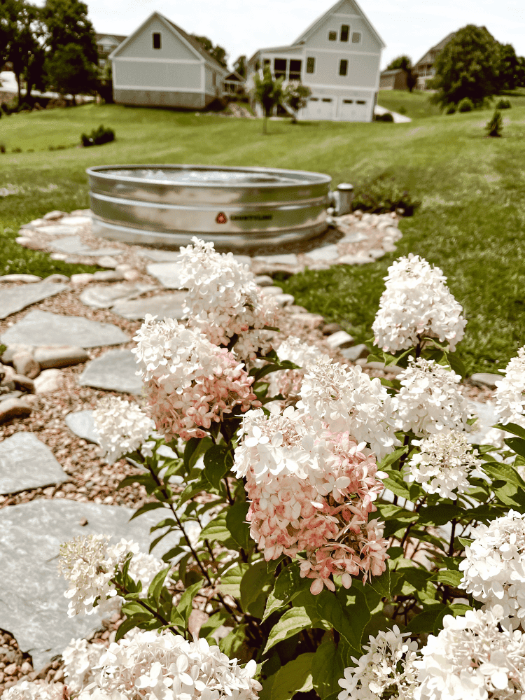 Hydrangeas By An Above Ground Pool