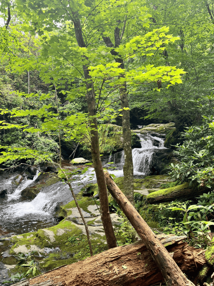 Bear Creek Falls Trail