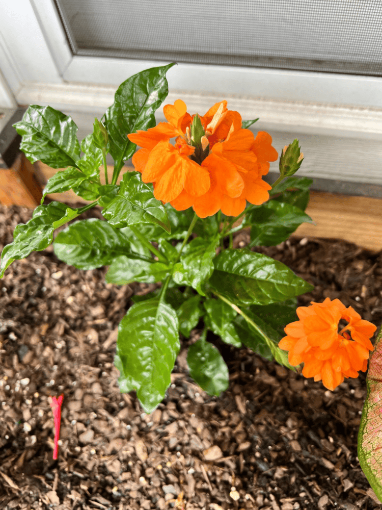 Orange Marmalade Crossandra