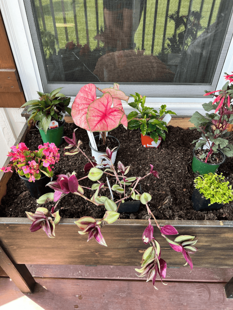 Placing Flowers in Raised Garden Bed