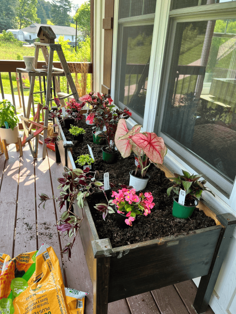 Placing Plants in Raised Bed