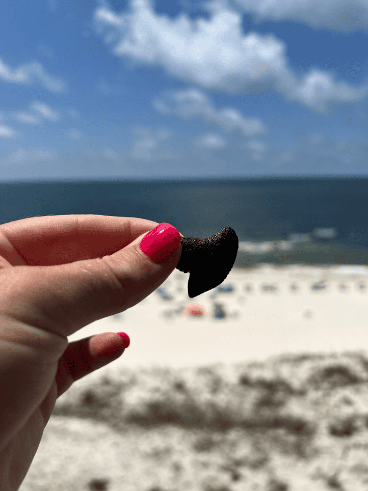 Shark Tooth Find