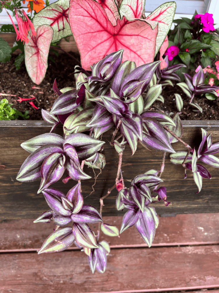 Tradescantia Zebrina