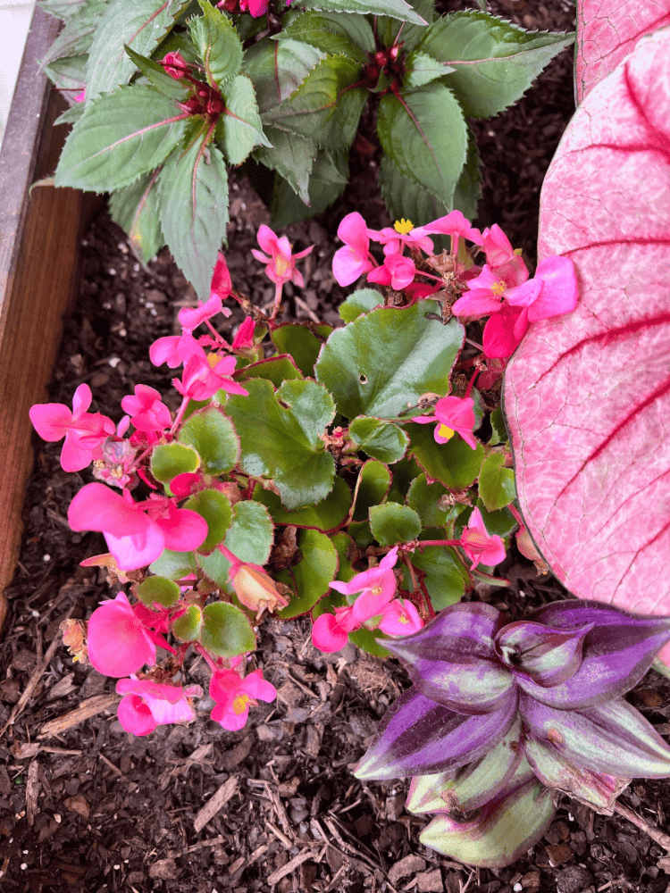 Waxleaf Begonia