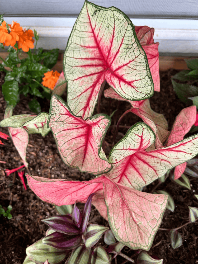 White Queen Caladium 