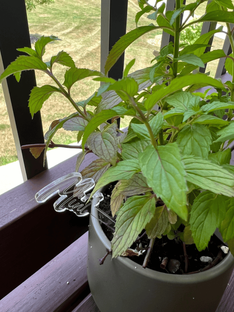 DIY Herb Garden Marker