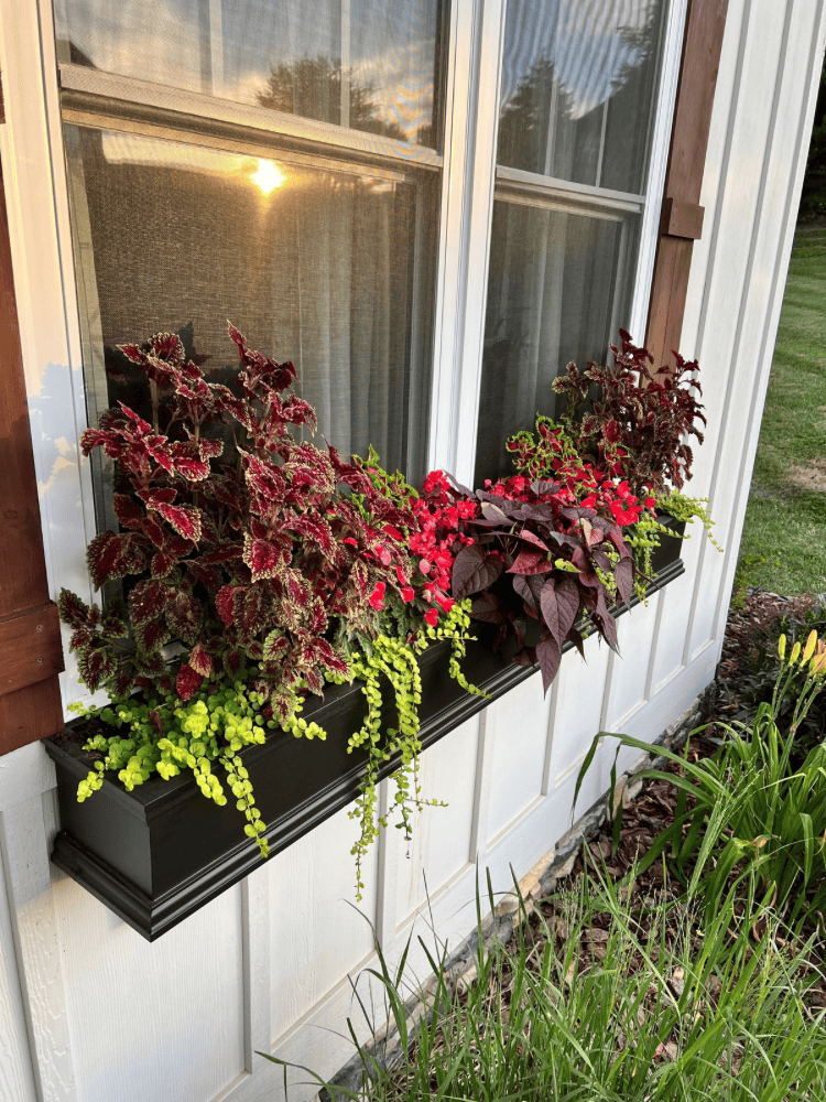 Flower Window Box