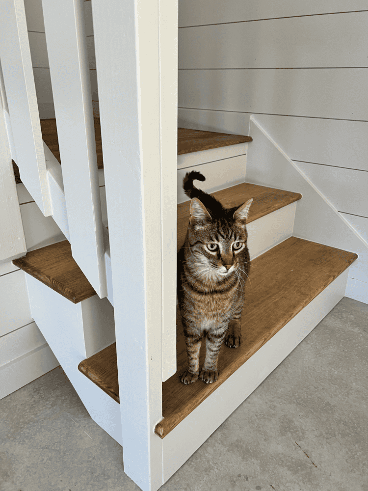 Toby in Garage